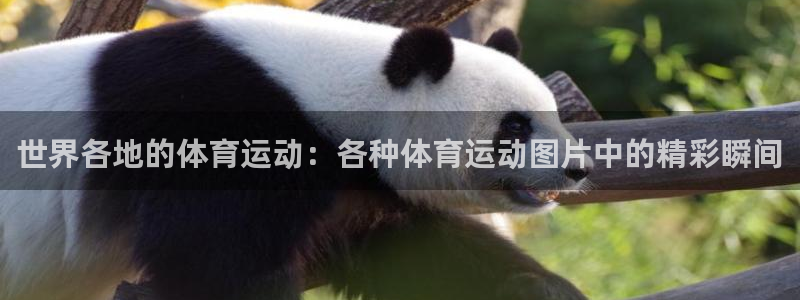 世界各地的体育运动：各种体育运动图片中的精彩瞬间